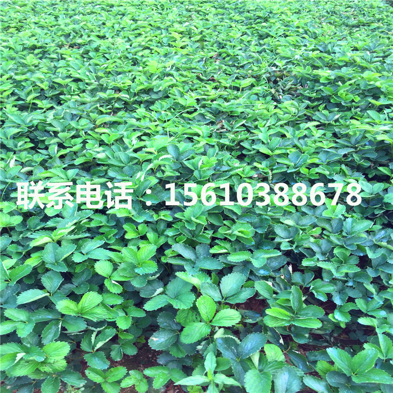 哈尼草莓苗、哈尼草莓苗批發(fā)價(jià)格