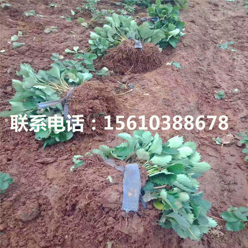 脫毒二代法蘭地草莓苗出售價(jià)格是多少