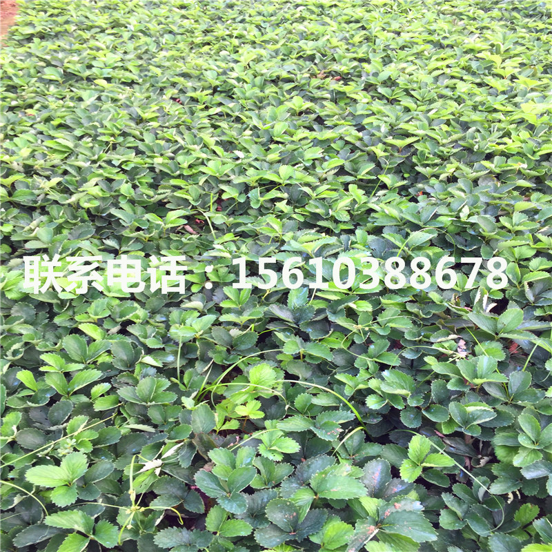2019年美十三草莓苗品種