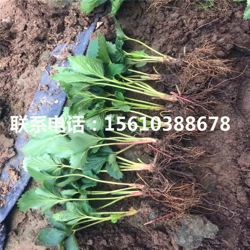 脫毒麥特萊草莓苗多少錢一棵