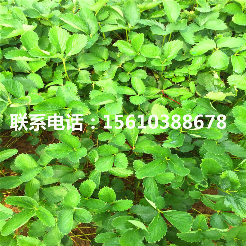 脫毒妙香3號草莓苗批發(fā)多少錢