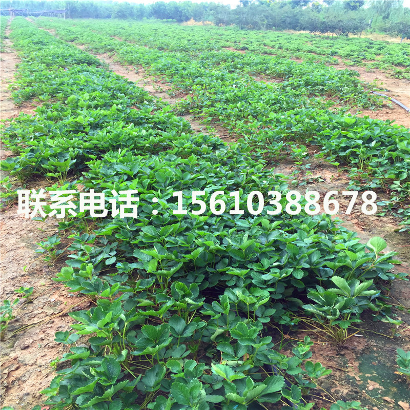新品種天仙醉草莓苗出售價(jià)錢(qián)