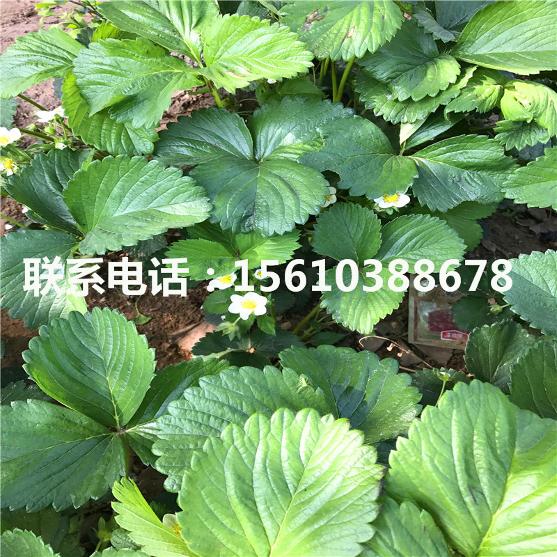 山東黔莓草莓苗、黔莓草莓苗每日報價(jià)