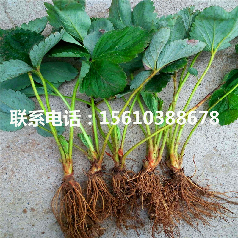 2019年醉俠草莓苗銷售價格