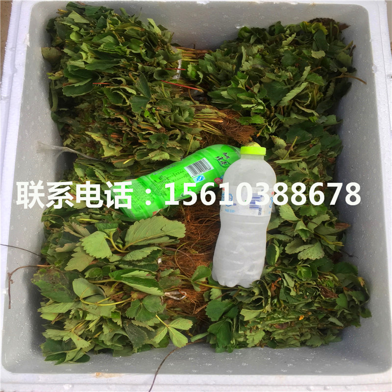 哪里銷售紅顏草莓苗、紅顏草莓苗零售價格