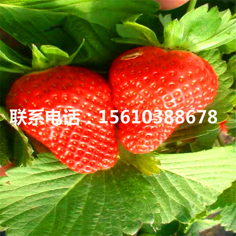脫毒二代蒙特瑞草莓苗報(bào)價(jià)