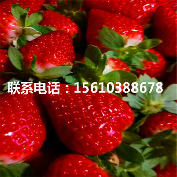 新品種新草莓苗出售單價(jià)