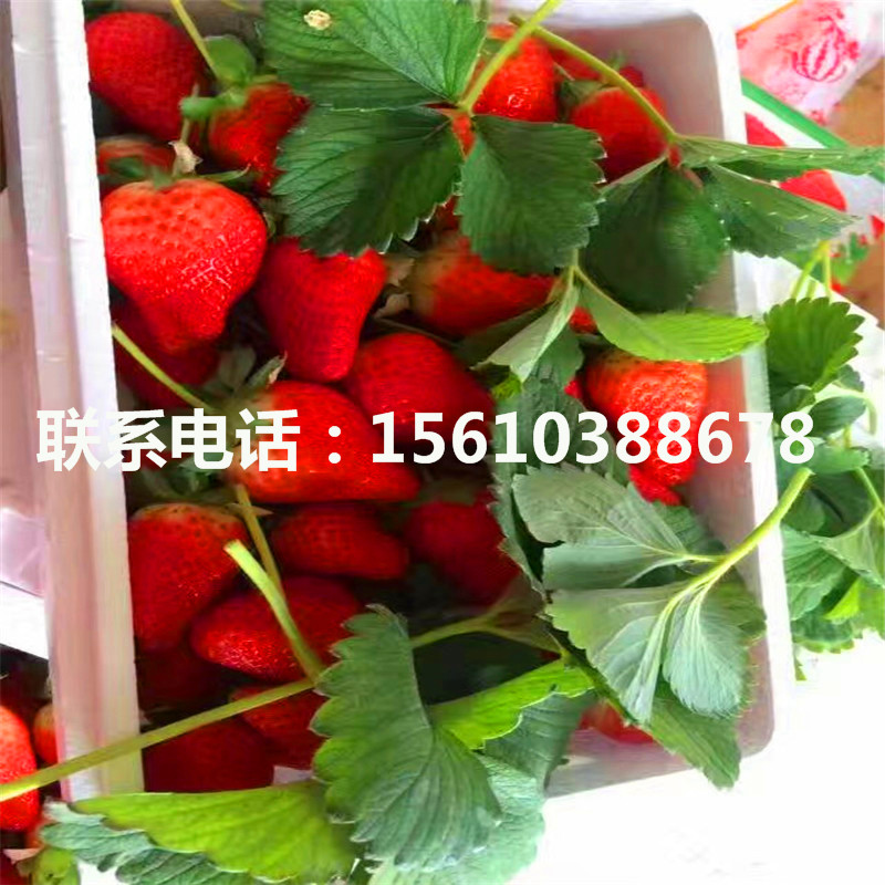 哪里有出售達(dá)賽萊克特草莓苗、達(dá)賽萊克特草莓苗什么價(jià)格