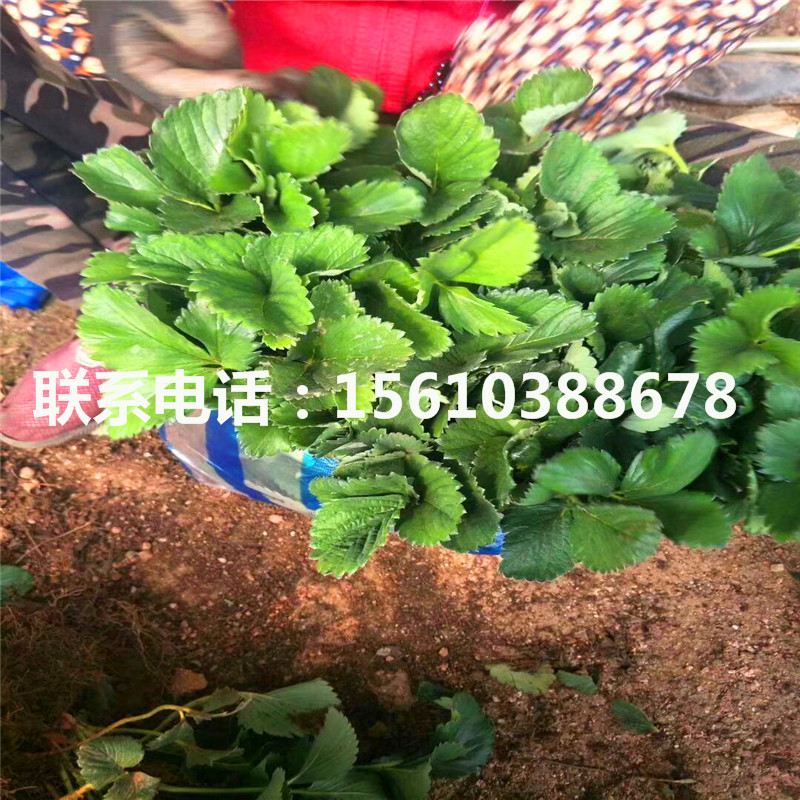 愛娘草莓苗新品種