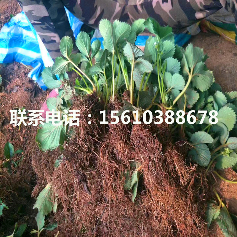 2019年九香草莓苗價格哪里便宜