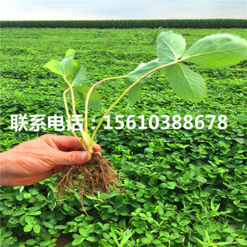 哪里出售美王一號草莓苗、美王一號草莓苗行情