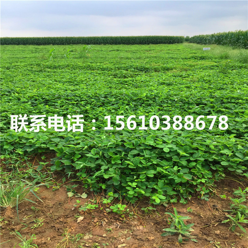 巧克力草莓苗批發(fā)多少錢