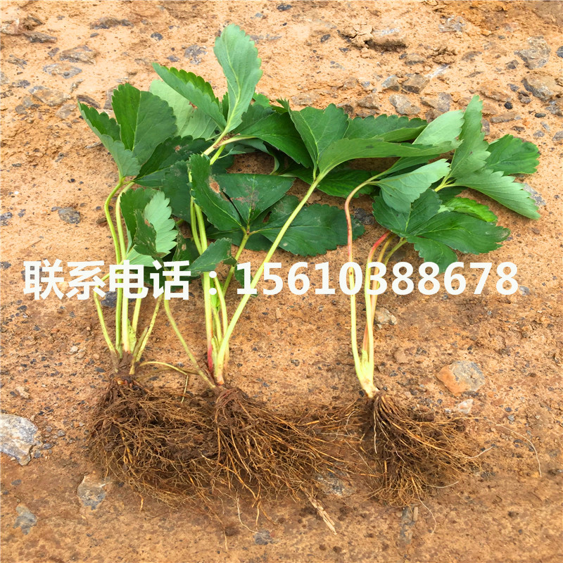 脫毒妙香3號草莓苗批發(fā)多少錢