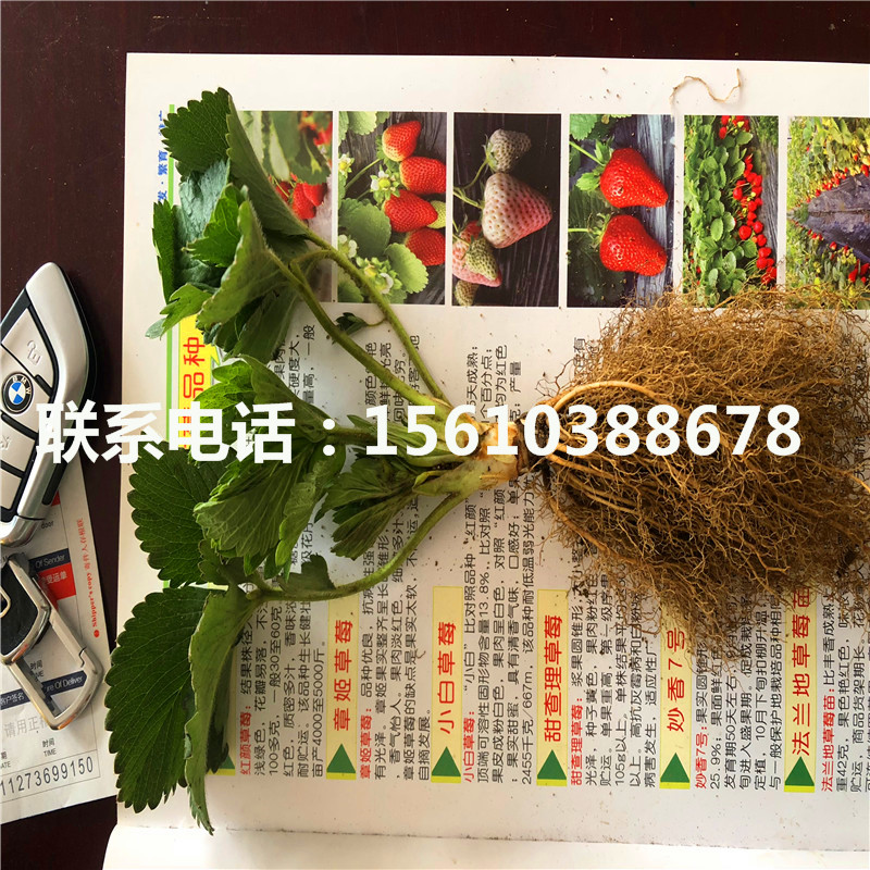 哪里銷售章姬草莓苗、章姬草莓苗產(chǎn)量多少