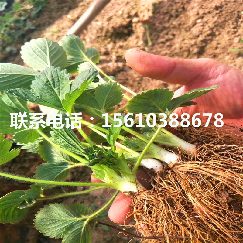 莓寶草莓苗圖片