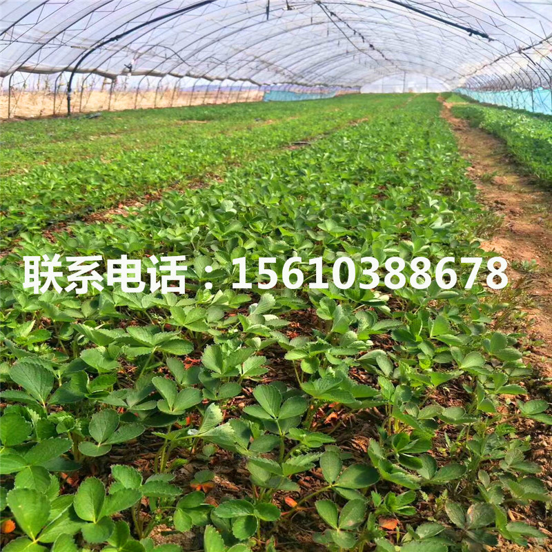 山東達(dá)賽草莓苗、達(dá)賽草莓苗行情