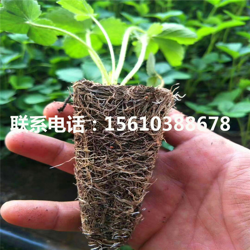 哪里出售鈣維他草莓苗、鈣維他草莓苗基地
