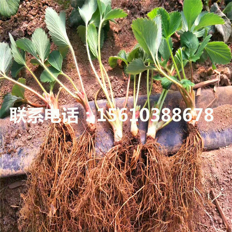 銷售吉馬草莓苗、吉馬草莓苗種植技術(shù)