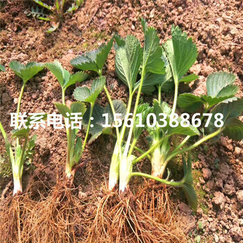 山東四季阿爾比草莓苗、四季阿爾比草莓苗多少錢
