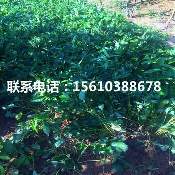 脫毒二代草莓王子草莓苗批發(fā)哪里便宜