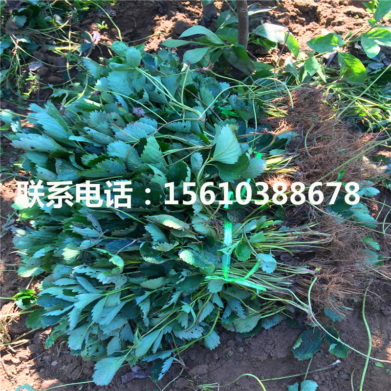哪里有賣甘露草莓苗、甘露草莓苗多少錢