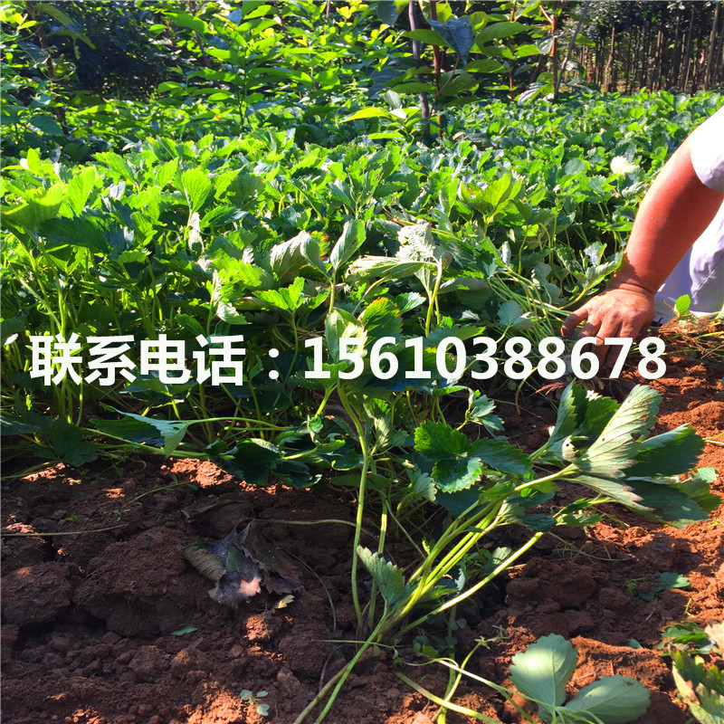 脫毒二代童子一號草莓苗銷售價格