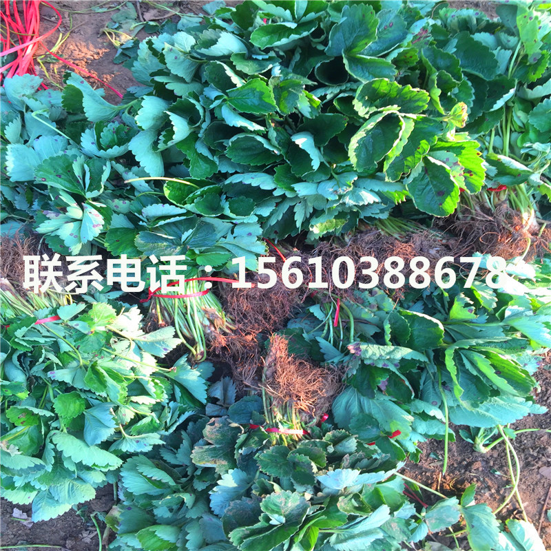 脫毒二代法蘭地草莓苗出售價(jià)格是多少