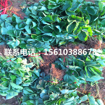 脫毒紅玫瑰草莓苗多少錢一棵