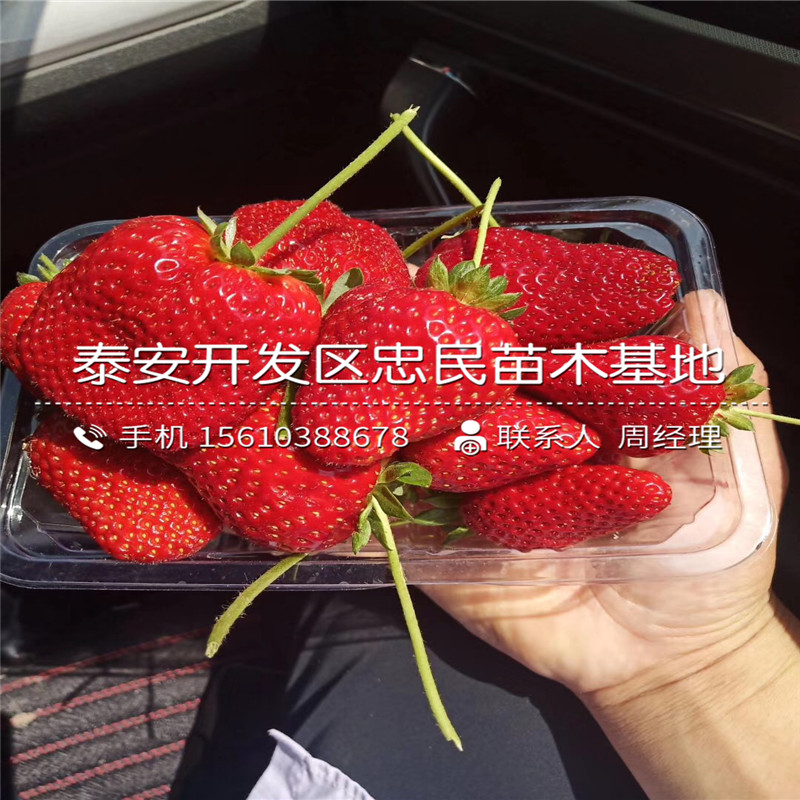 山東瑪雅草莓苗什么價格
