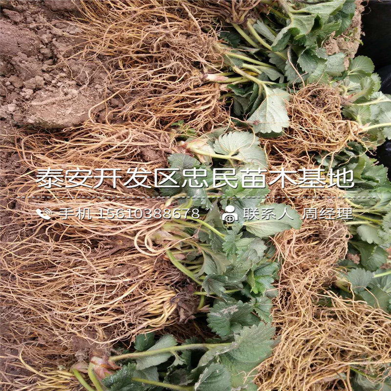 附近哪里有桃熏草莓苗、桃熏草莓苗价格哪里便宜