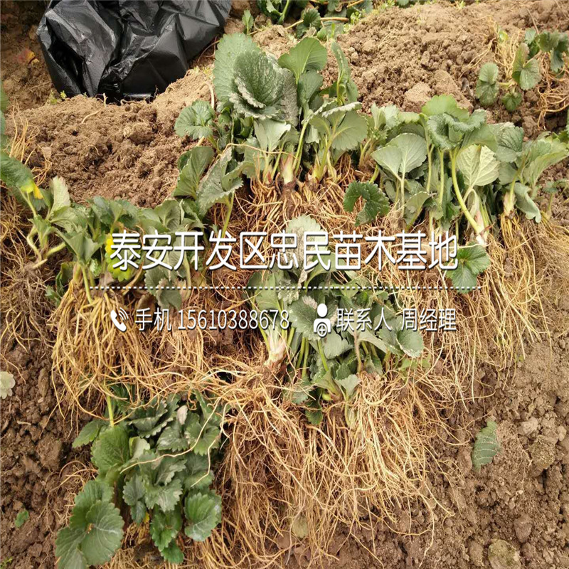 脱毒二代红玉草莓苗价格