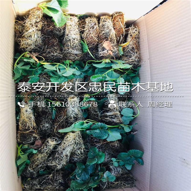 脱毒二代香蕉草莓苗批发价格是多少