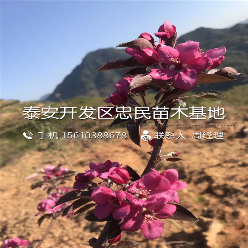 出售莓宝草莓苗、莓宝草莓苗基地