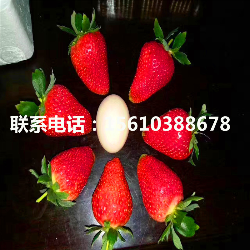 新品種太空草莓苗哪里批發(fā)