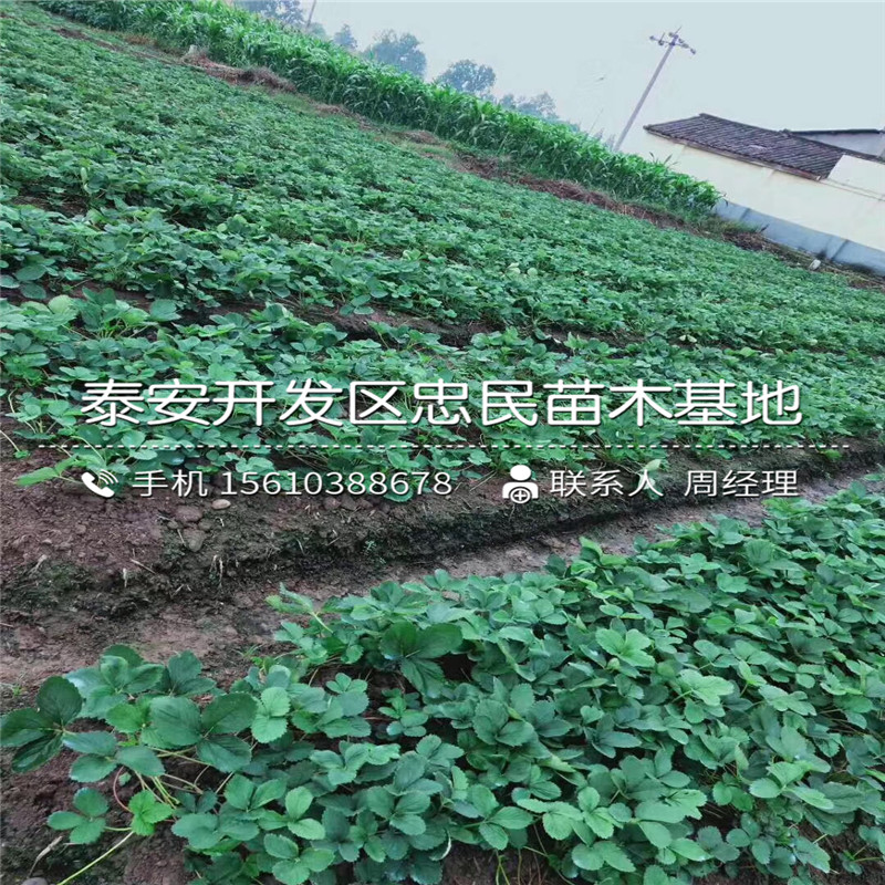 山東紅顏草莓苗、紅顏草莓苗上車價(jià)格