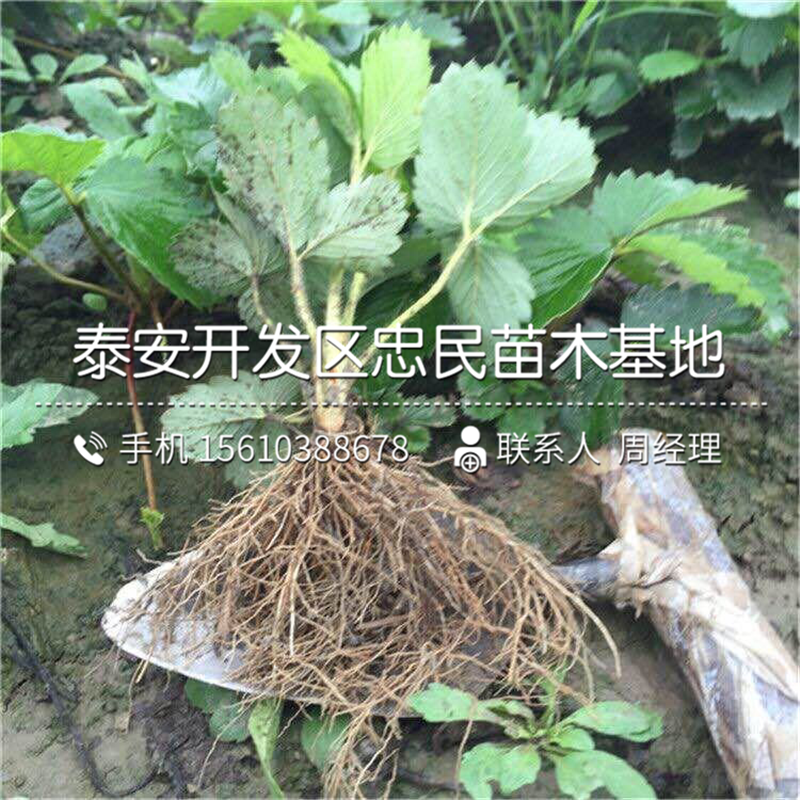 山東黔莓草莓苗、黔莓草莓苗每日報價(jià)