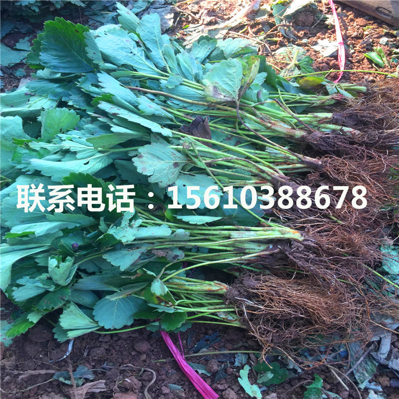 脫毒二代女峰草莓苗批發(fā)價格