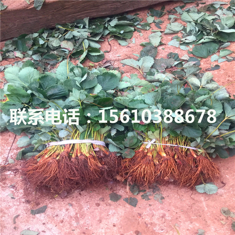 哪里有出售草莓種苗、草莓種苗零售價格