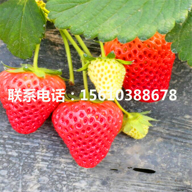 出售草莓秧苗、草莓秧苗基地