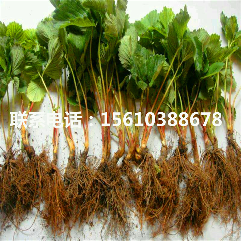 供應(yīng)京承香草莓苗、京承香草莓苗零售價(jià)格