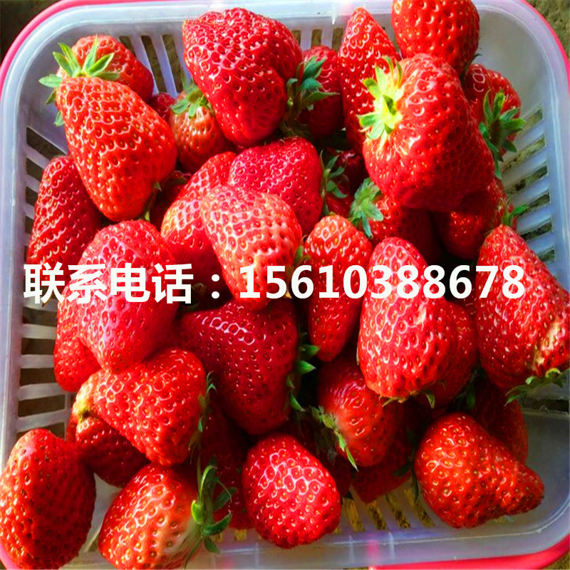 2019年愛莎草莓苗出售多少錢