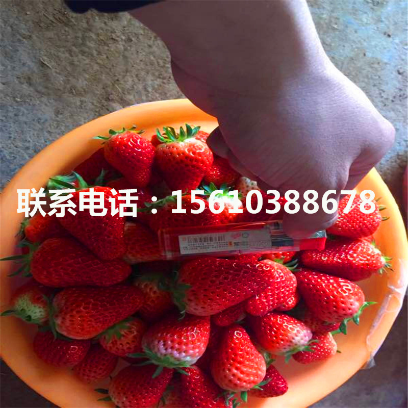 今年寶交早生草莓苗售價