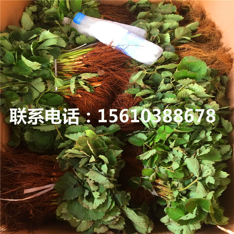 今年黔莓草莓苗每日報價