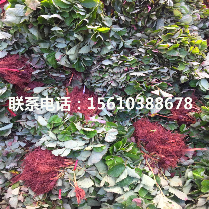 附近哪里有幸之花草莓苗、幸之花草莓苗價格多少