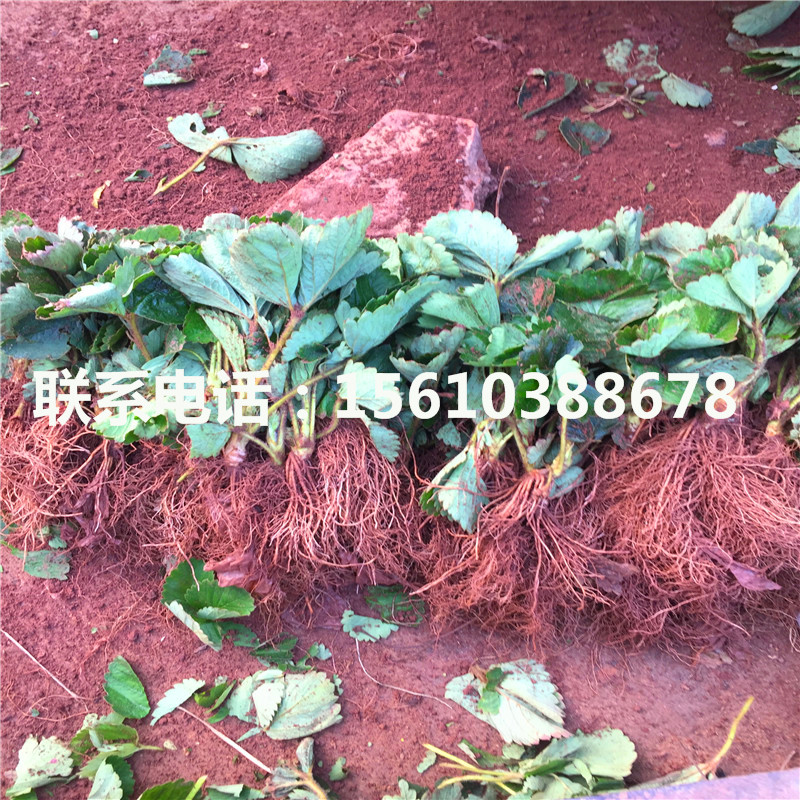 2019年紅臉頰草莓苗價格