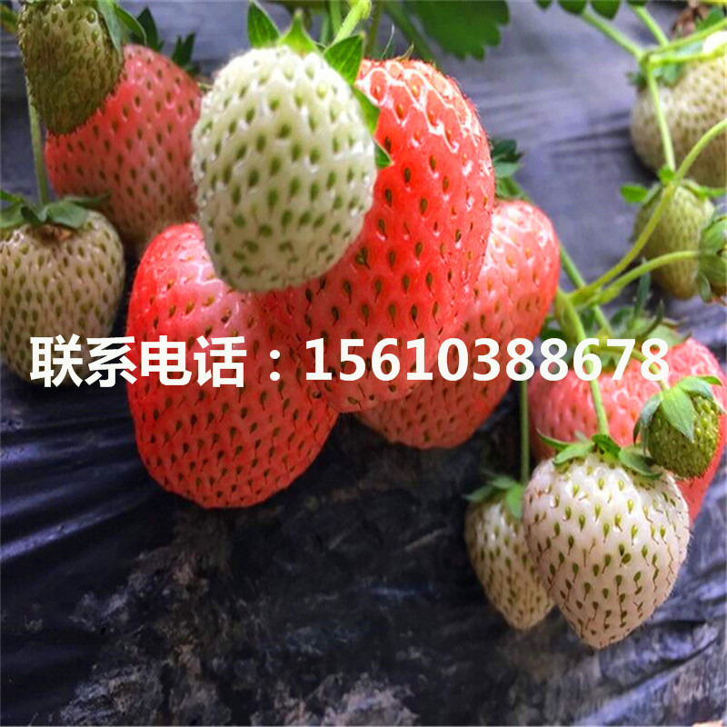 批發(fā)妙香草莓苗、妙香草莓苗栽培技術(shù)
