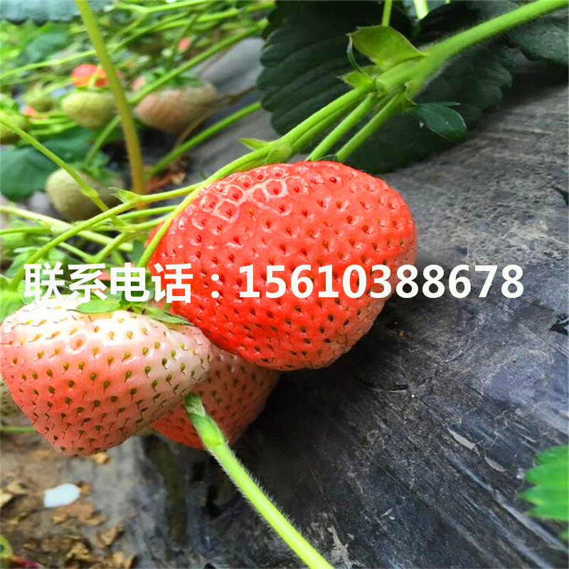 新品種美德萊特草莓苗上車價格