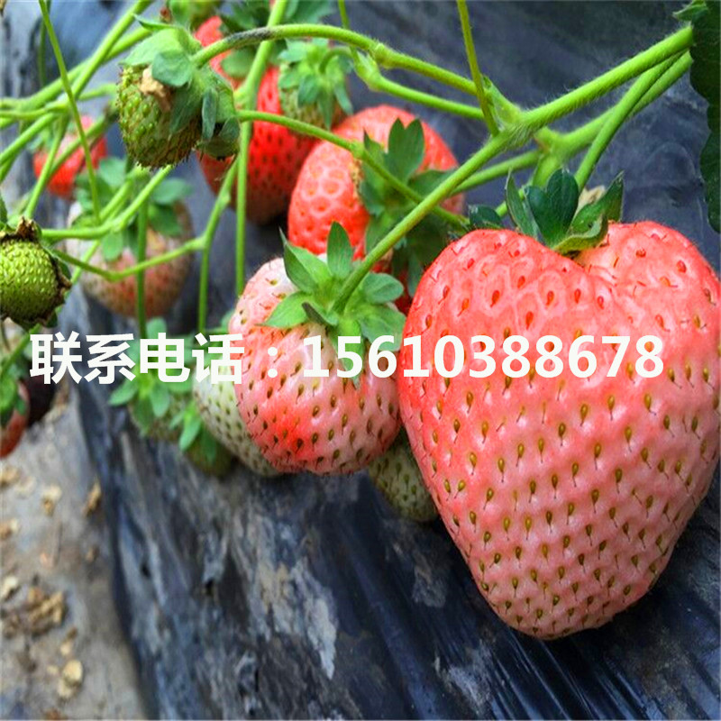 哪里銷售四季草莓苗、四季草莓苗出售多少錢