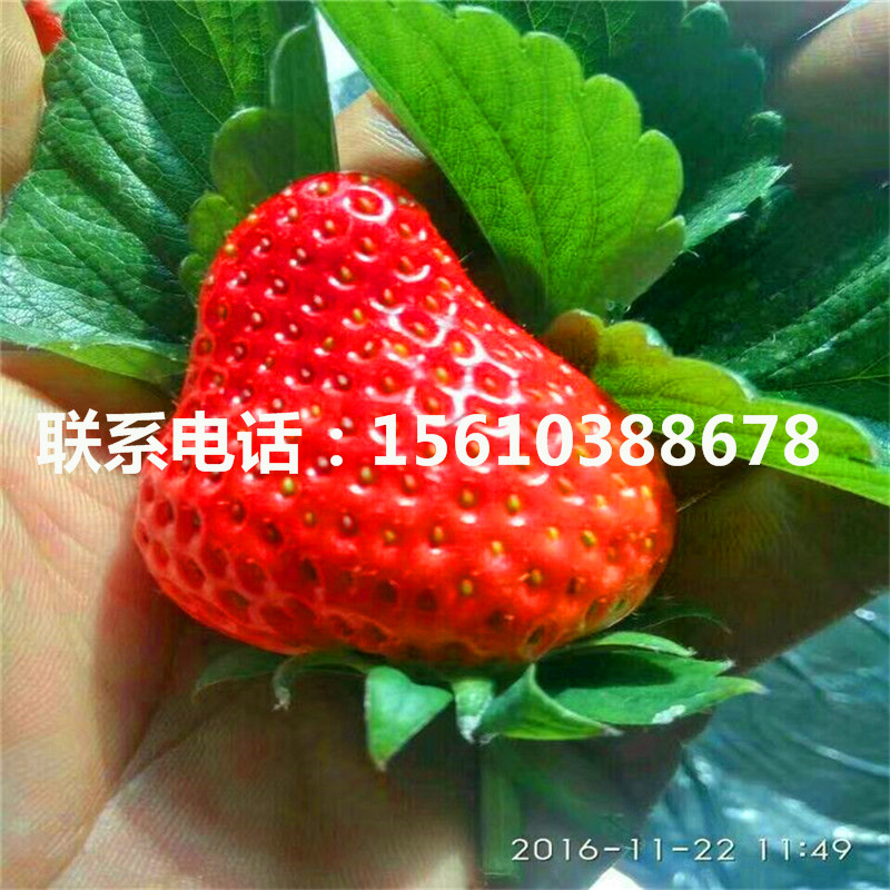 批發(fā)章姬草莓苗、章姬草莓苗每日報價
