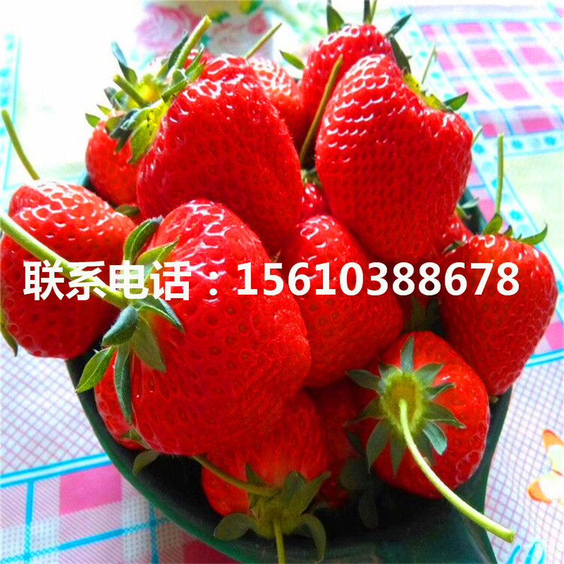 供應(yīng)美德萊特草莓苗、美德萊特草莓苗批發(fā)價(jià)格